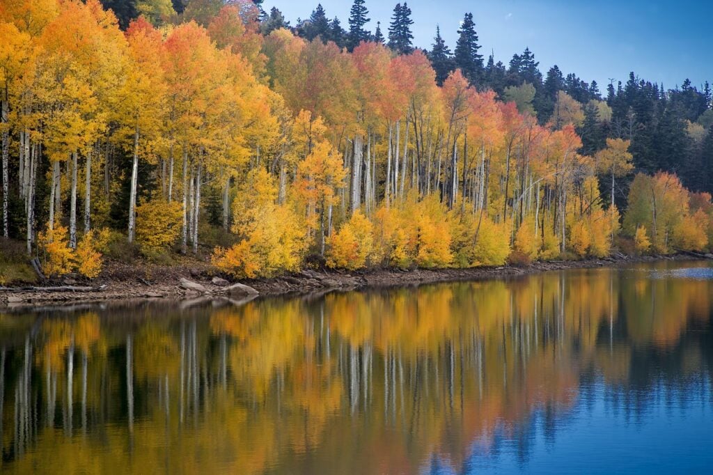 aspens, fall, autumn, yellow, nature, landscape, leaves, trees, colorful, golden, mountains, season, foliage, outdoors, scenery, woods, utah, utah, utah, utah, utah, utah